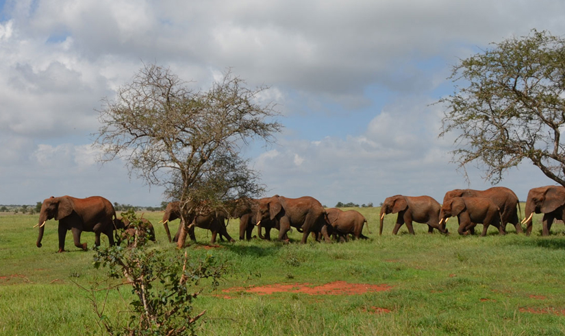 Grand Kenya Safari