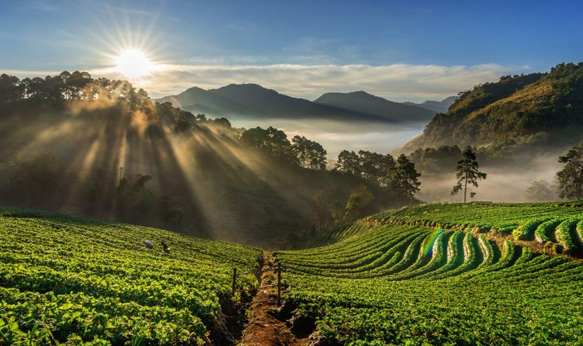 Karnataka Coffee Trail with Ayurveda