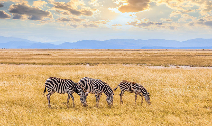 Kenya & Tanzania Tour