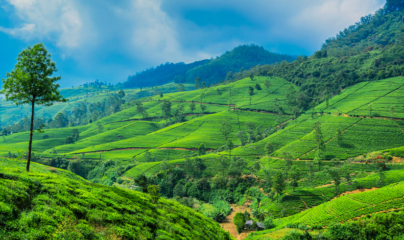 Sri Lanka Tour Package