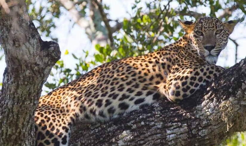 Sri Lanka with Wildlife Tour